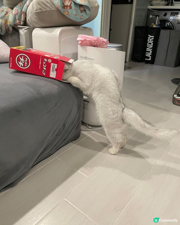 個盒有冇咁好玩呀，你捐唔到入架喇，死咗條心啦🤣🤣#寵物老大...