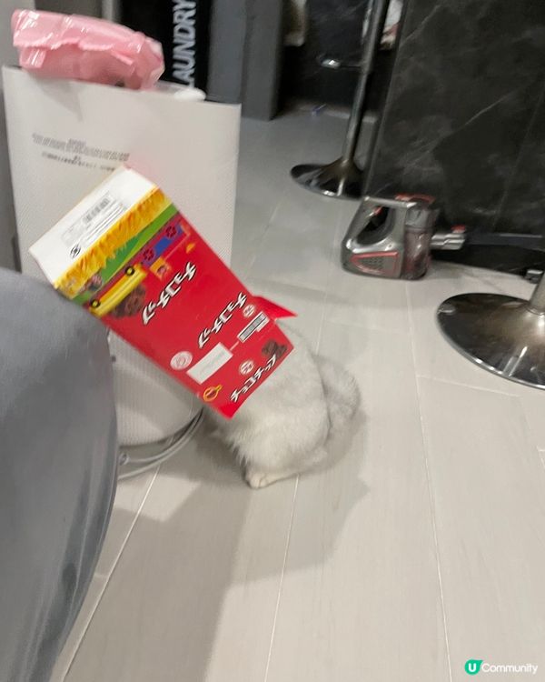 個盒有冇咁好玩呀，你捐唔到入架喇，死咗條心啦🤣🤣#寵物老大...