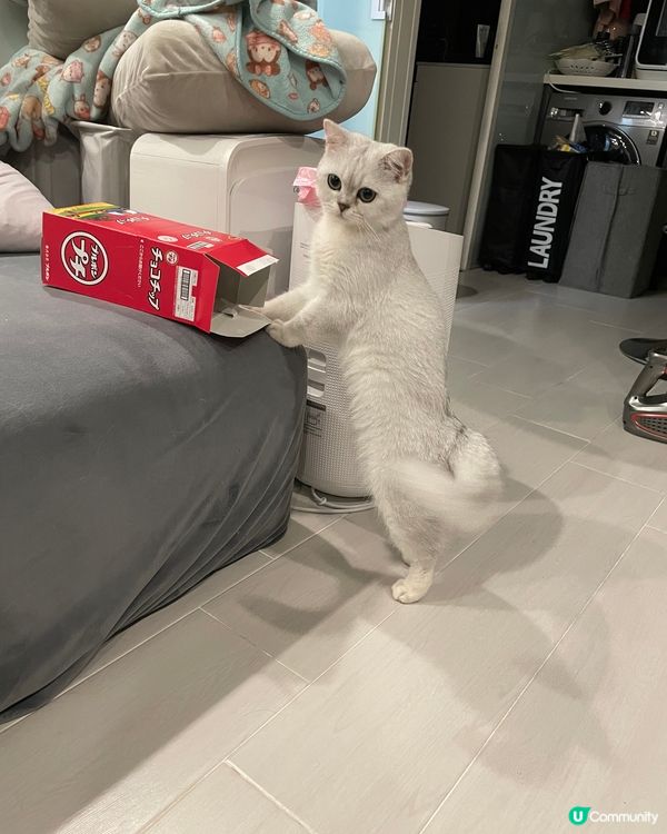 個盒有冇咁好玩呀，你捐唔到入架喇，死咗條心啦🤣🤣#寵物老大...