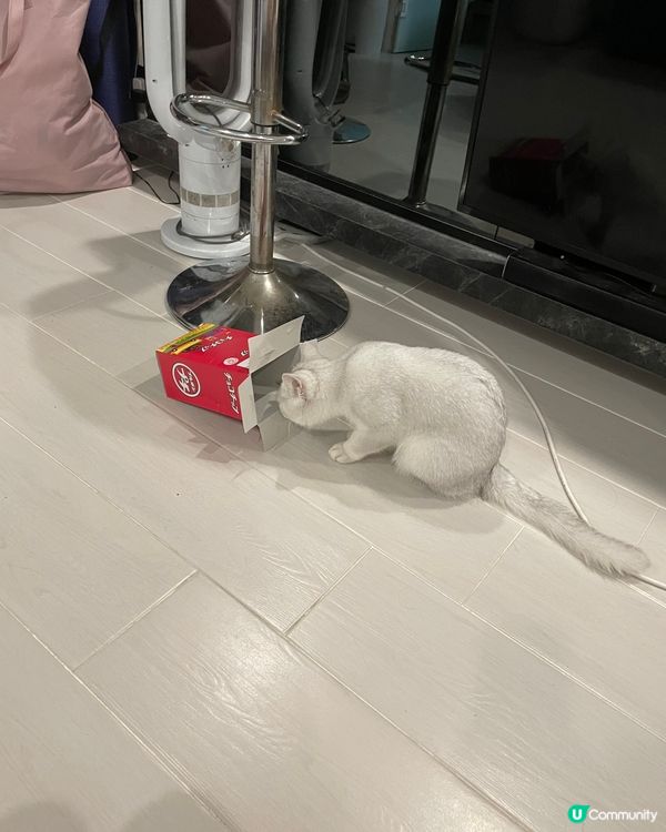 個盒有冇咁好玩呀，你捐唔到入架喇，死咗條心啦🤣🤣#寵物老大...