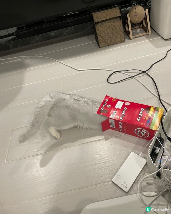 個盒有冇咁好玩呀，你捐唔到入架喇，死咗條心啦🤣🤣#寵物老大...