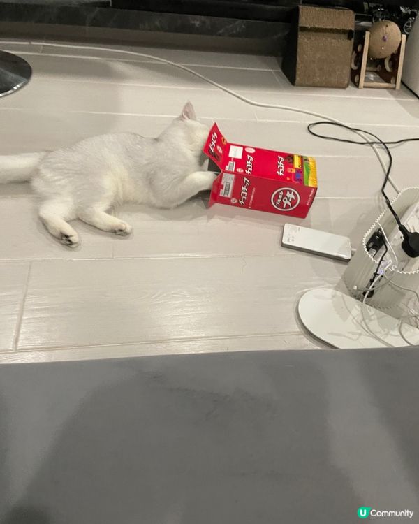 個盒有冇咁好玩呀，你捐唔到入架喇，死咗條心啦🤣🤣#寵物老大...