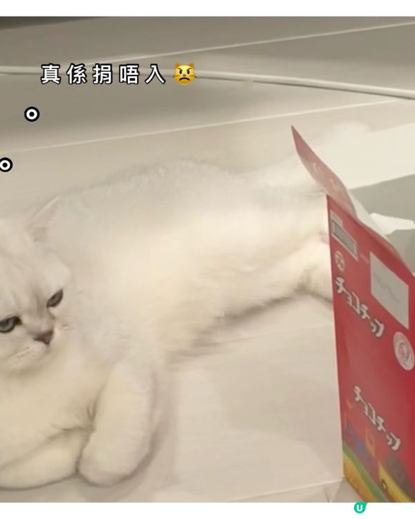 個盒有冇咁好玩呀，你捐唔到入架喇，死咗條心啦🤣🤣#寵物老大...