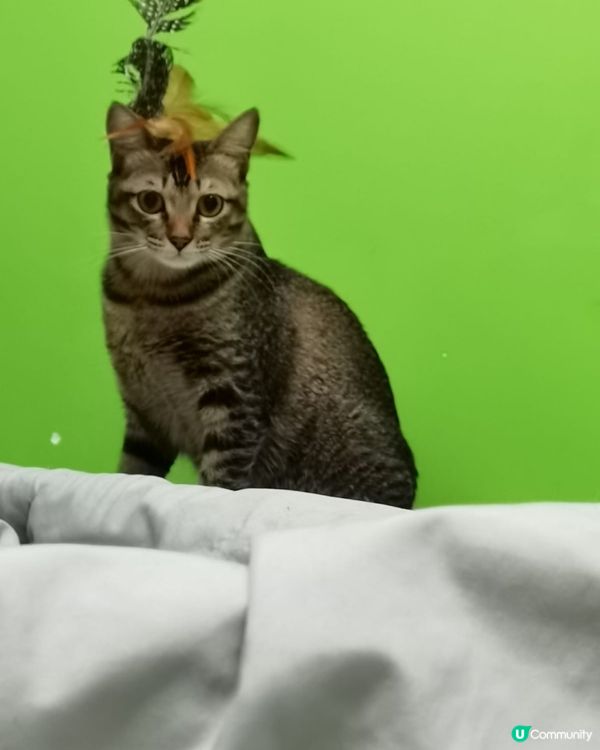 我個頭飾靚唔靚呀？傻女黎㗎，毛毛棒玩到甩曬d毛！