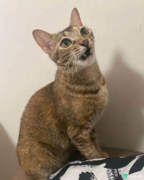 做錯事比人鬧完仲搏嘴😠