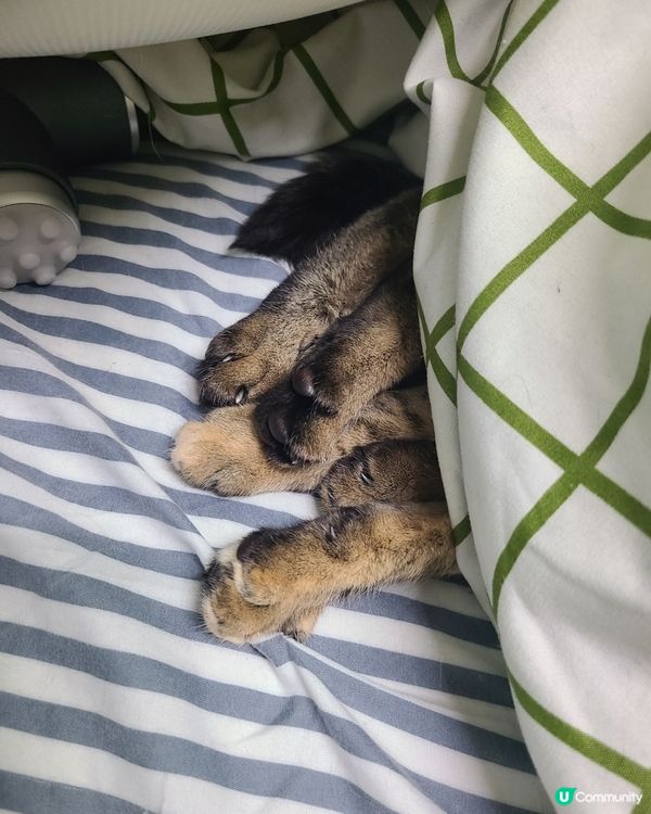 幽會嗎？4加2加2是否 .... 等於4隻腳加2條尾加2隻貓...