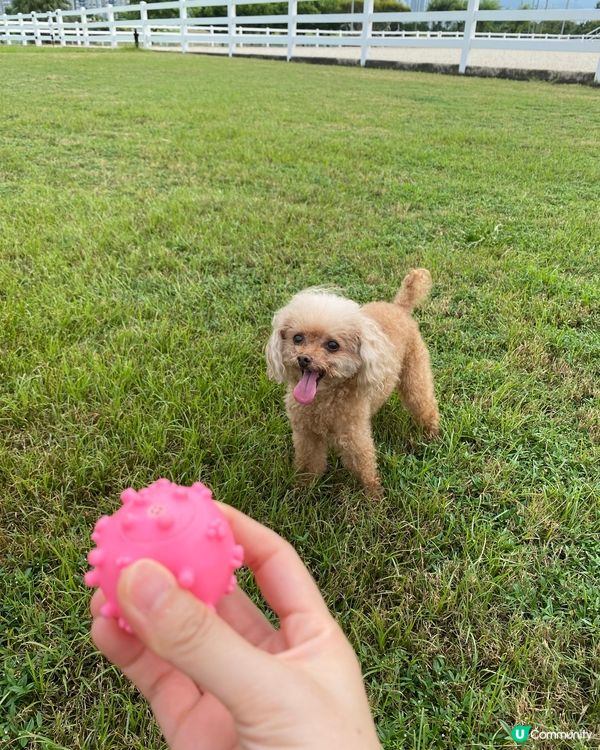 🐶🤭終於可以玩波仔 ，草地只有我一個，正呀! 哈哈哈。#寵物...