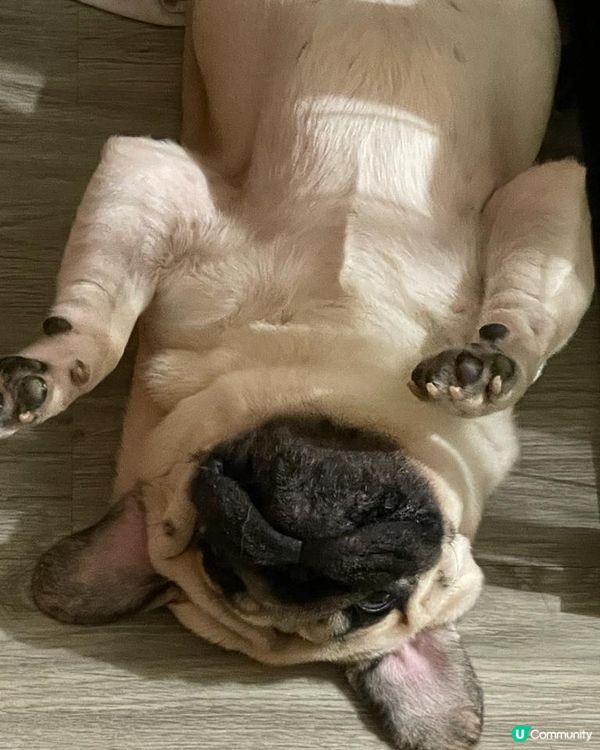 寵物展交比你爸爸媽媽，無咩野我都係繼續攤下 #寵物老大