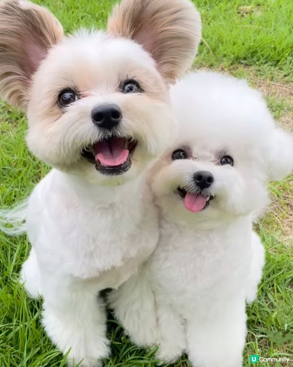 👱‍♀️： 咩嘢叫做烚熟狗頭表情？睇到呢張相，我完全明白曬🤣...