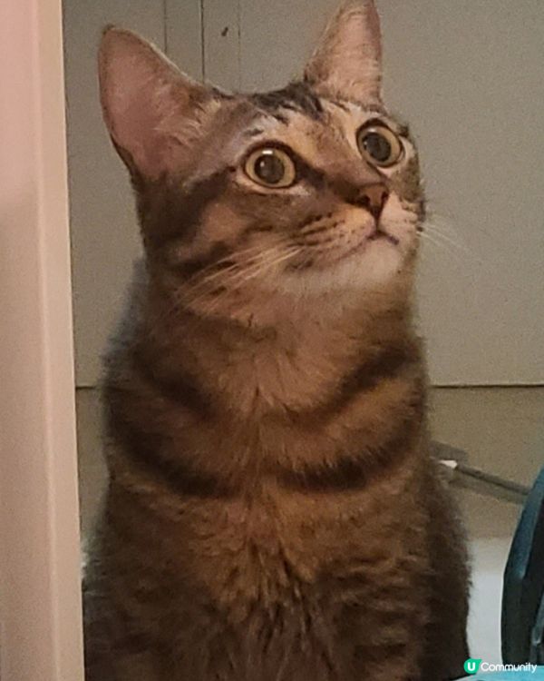 做咩呀？變左一碌木咁，在扮外星貓嗎？