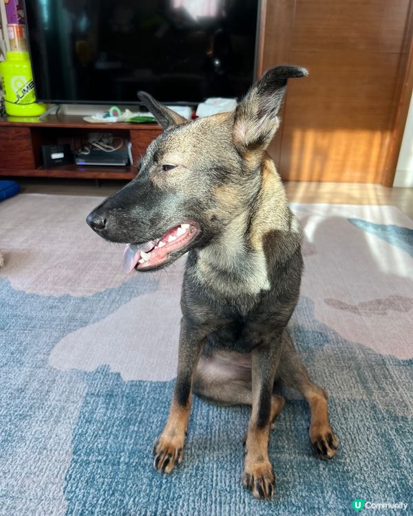 主人話今日blue monday呀，好唔想返工呀！