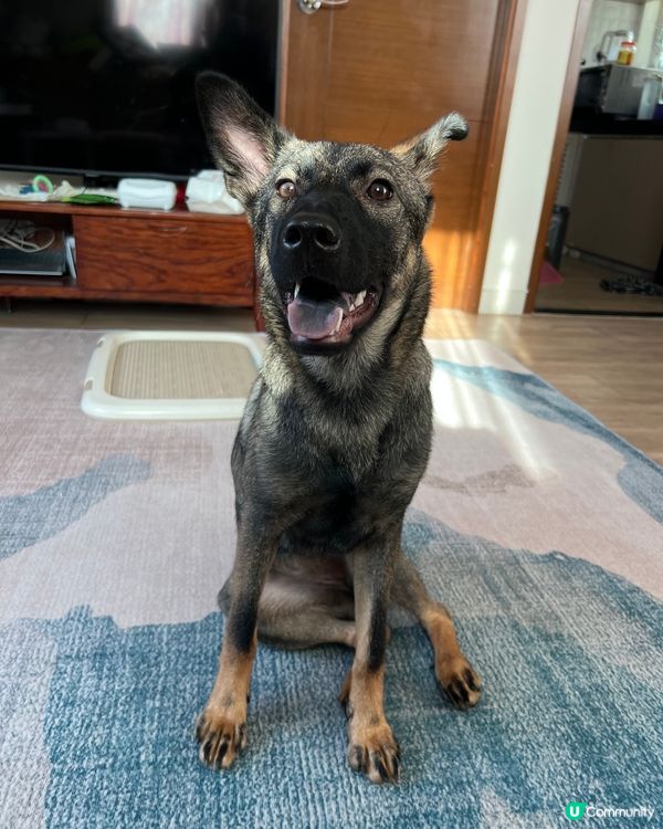 主人話今日blue monday呀，好唔想返工呀！