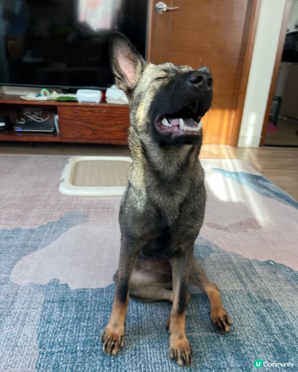 主人話今日blue monday呀，好唔想返工呀！