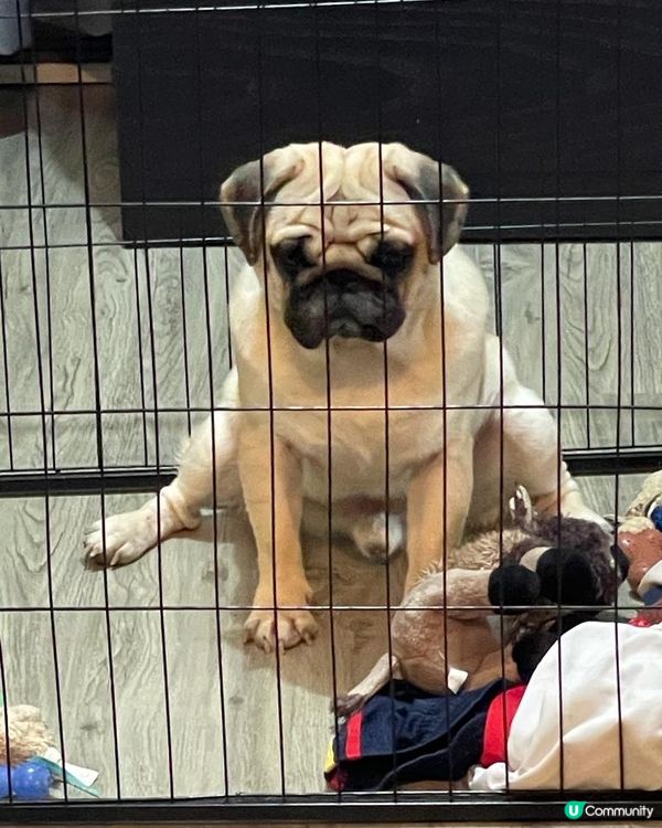 罰你坐監，比個咁嘅樣我咩意思😚 八哥界林雪既霸氣 #寵物老大...