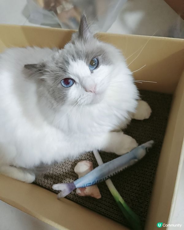 今晚加餸#寵物老大