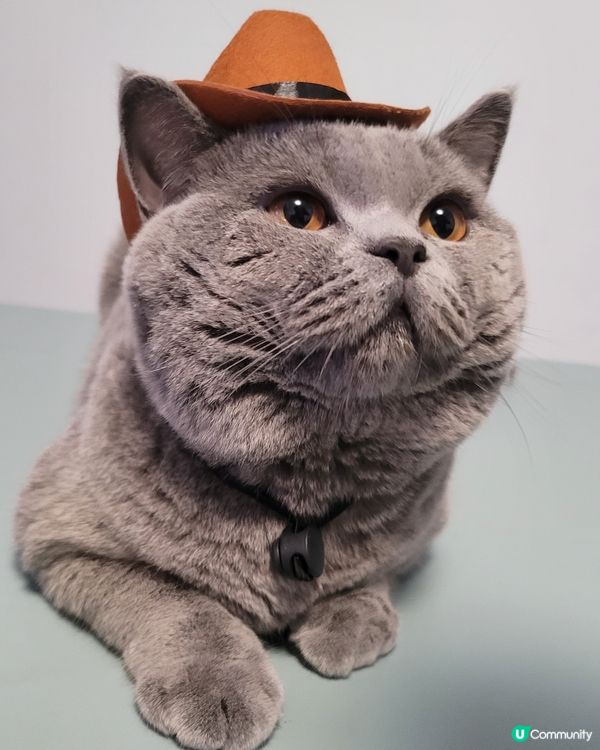 人地係cow boy, 我就係meow boy^^