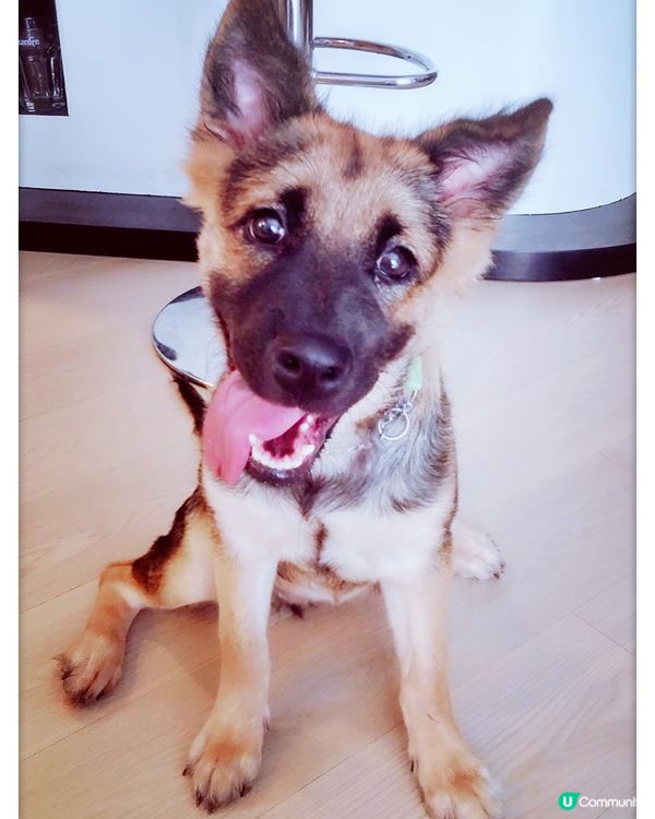 奴才👀:矇姐，示範個chok樣嚟睇吓先~