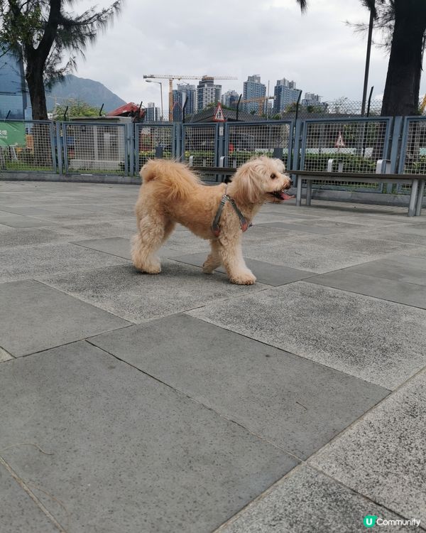 🍭：我叫波板糖妹妹，但人人都叫我做趣怪妹妹。。