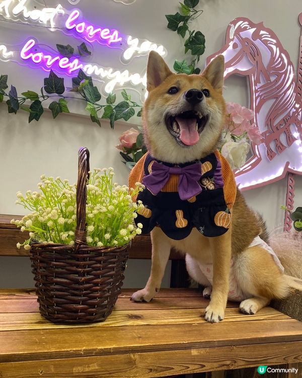 禾係賣花既小女孩 大家可唔可以幫禾買枝花呀🥹 一粒肉肉一枝花...