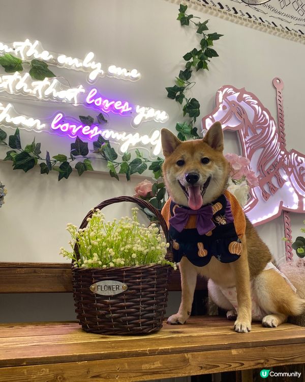 禾係賣花既小女孩 大家可唔可以幫禾買枝花呀🥹 一粒肉肉一枝花...