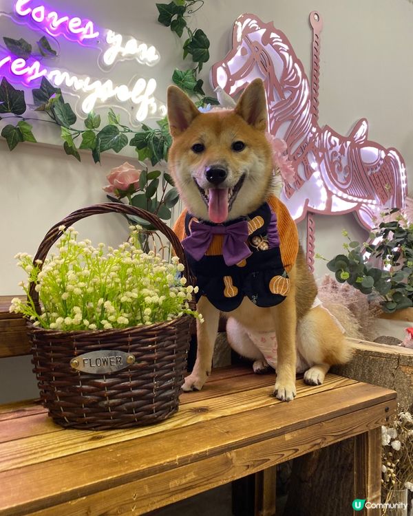 禾係賣花既小女孩 大家可唔可以幫禾買枝花呀🥹 一粒肉肉一枝花...