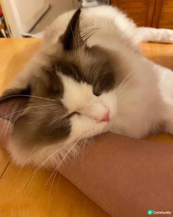 早唞啦！瞓醒覺再玩再食….還有搵我個貓砂盆😽😽