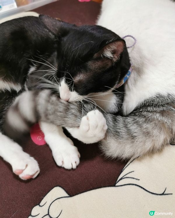 識玩一定糸甘玩😂😂