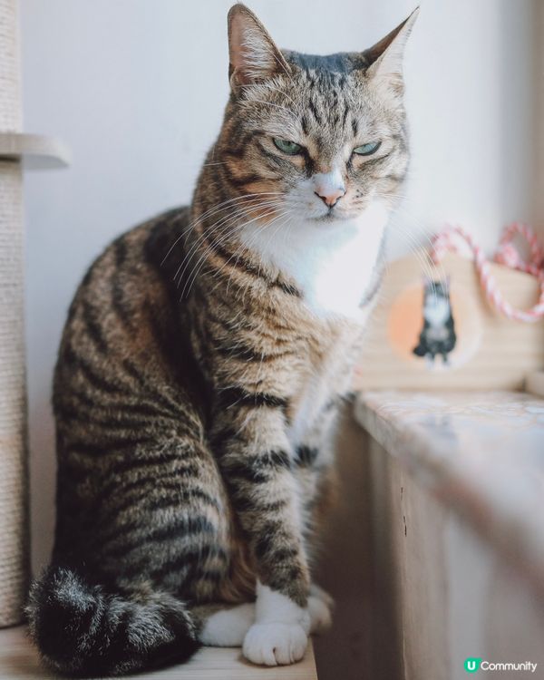 我叫爽爽 大MilkMilk半歲 平時最憎影相 最鍾意瞓教同...