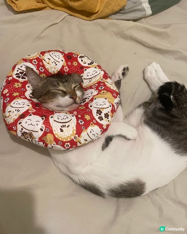 戴住水泡都戴到禁爽，真係hea到震