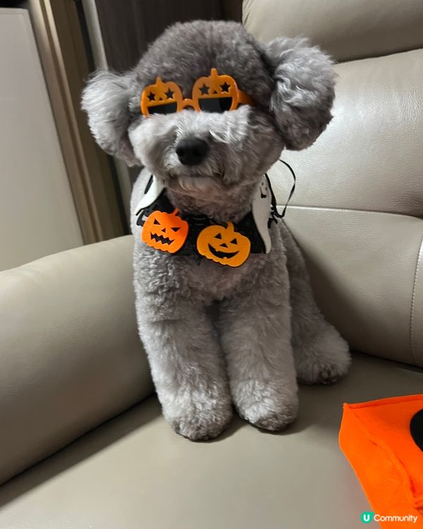 我叫可樂b，1歲10個月已經5.3kg(元朗肥樹熊🐨個朵唔係...