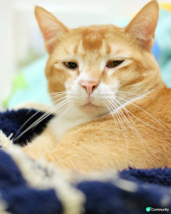 牙糯~請問依位呀叔係邊位🙆🏻‍♀️ 究竟佢仲可以有幾多個表情...