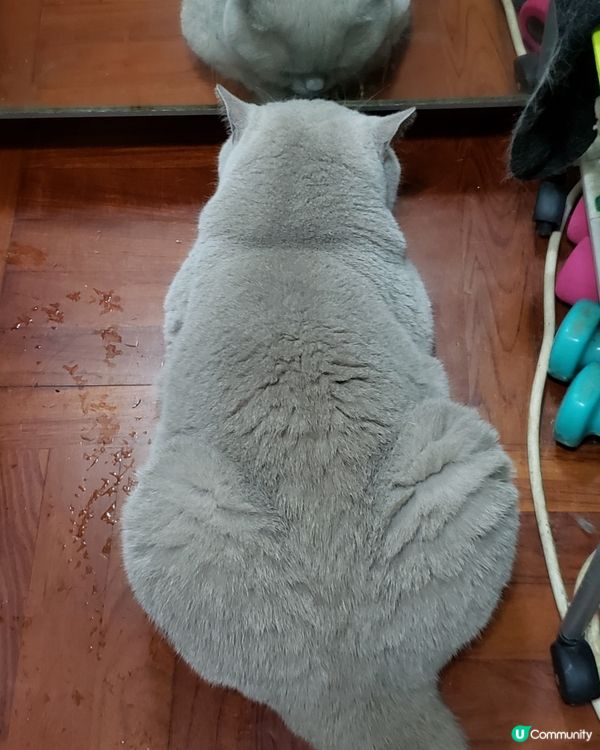 我有一個大屁股