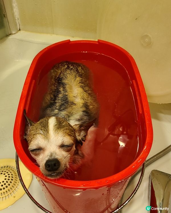 的的：你地慢慢沖，唔急！我浸下先，無咩唔好叫醒我😌😴