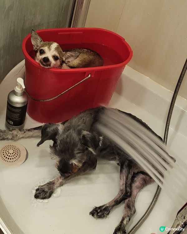 的的：你地慢慢沖，唔急！我浸下先，無咩唔好叫醒我😌😴