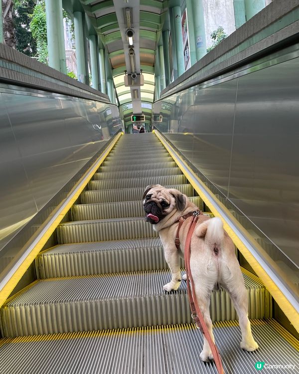爸爸今日帶左我黎香港中環半山扶手電梯，原來佢係世界最長的戶外...