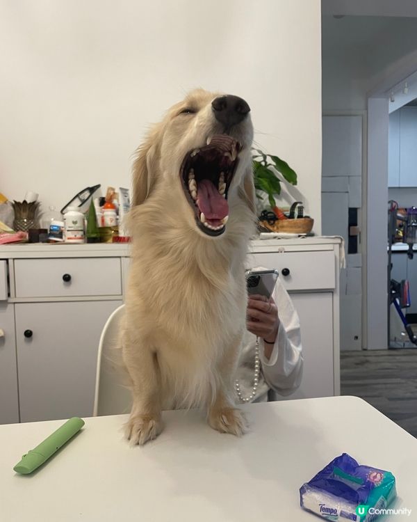 邊個🫦口大係邊個就係 #寵物老大 #狗 🫣🫣🤪