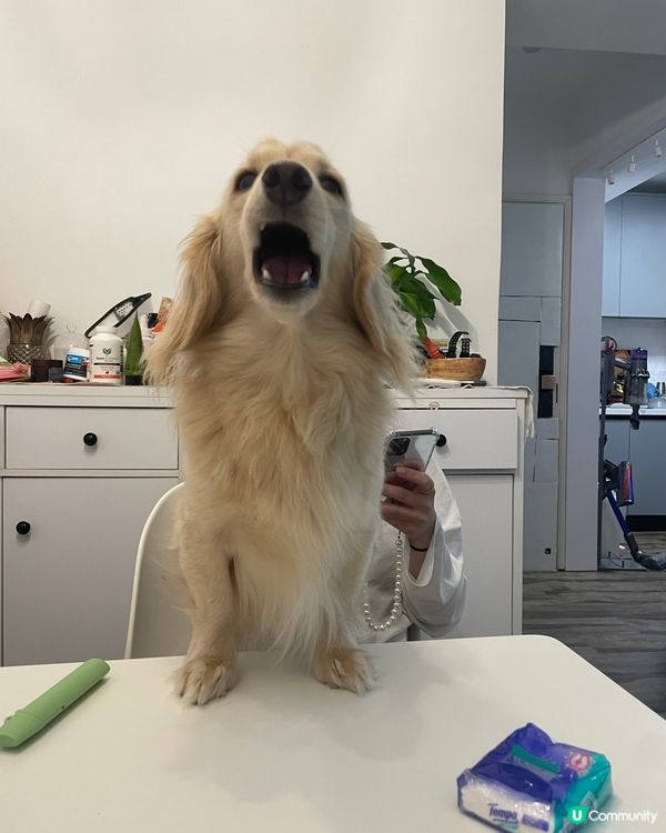 邊個🫦口大係邊個就係 #寵物老大 #狗 🫣🫣🤪