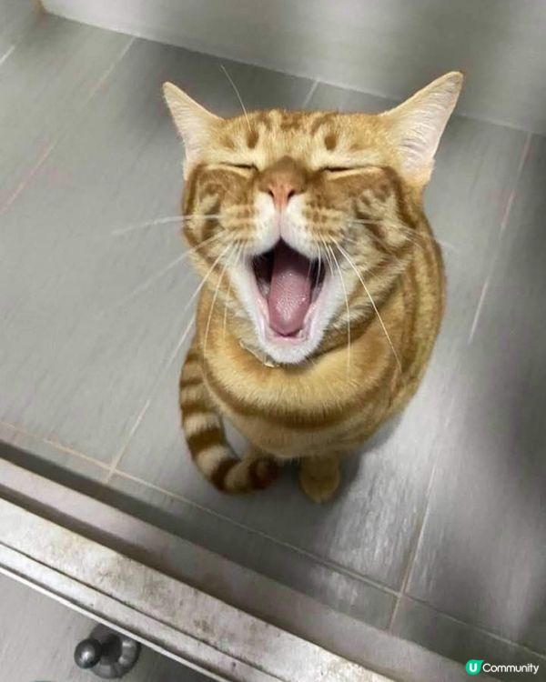 契媽，你收工未呀？我等緊你黎陪我玩呀！仔... 你咁可愛，我...