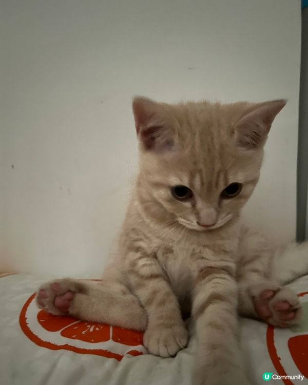 點解你一個做錯事心虛嘅樣