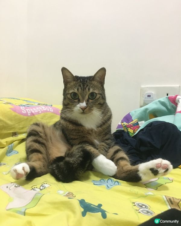 爽爽最特別係條波波尾 我初初養嘅時候以為佢有啲咩事 佢擺尾嘅...