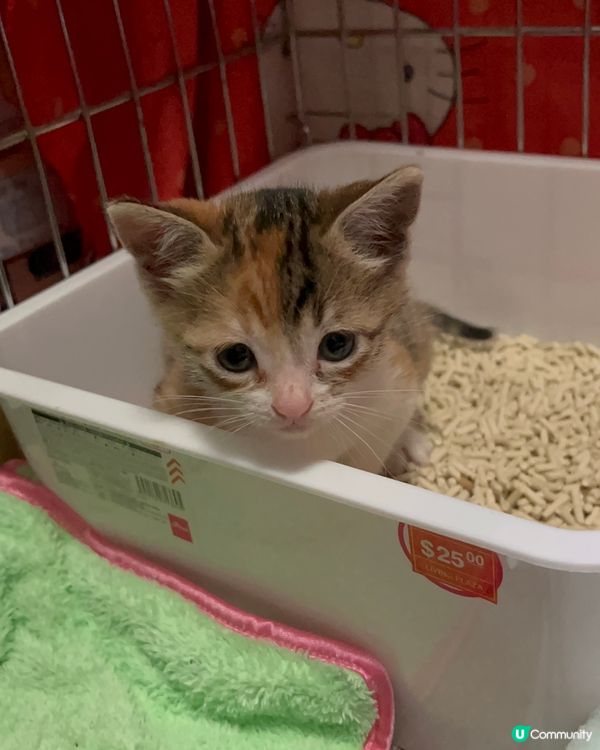 喂啊～唔好影啦～見唔見到我好集中好認真咁去緊廁所啊～咦～怕醜...