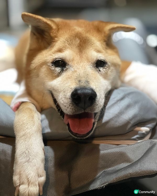 笑到見牙唔見眼！最後的微笑😊