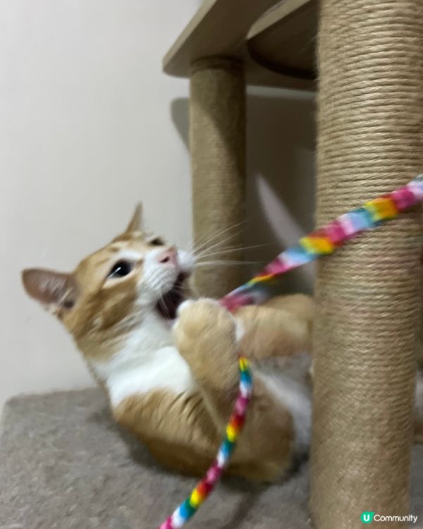 你條友仔玩埋依轉好瞓喇～