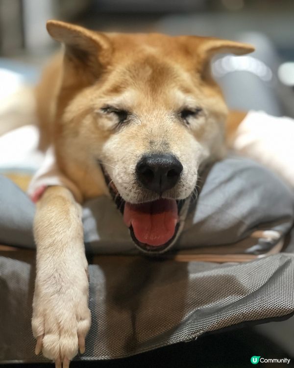 笑到見牙唔見眼！最後的微笑😊