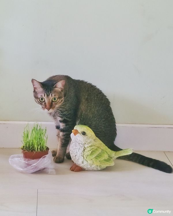 貓貓睇到綠色，所以我中意食草草，仲中意同綠色肥雀雀合照！