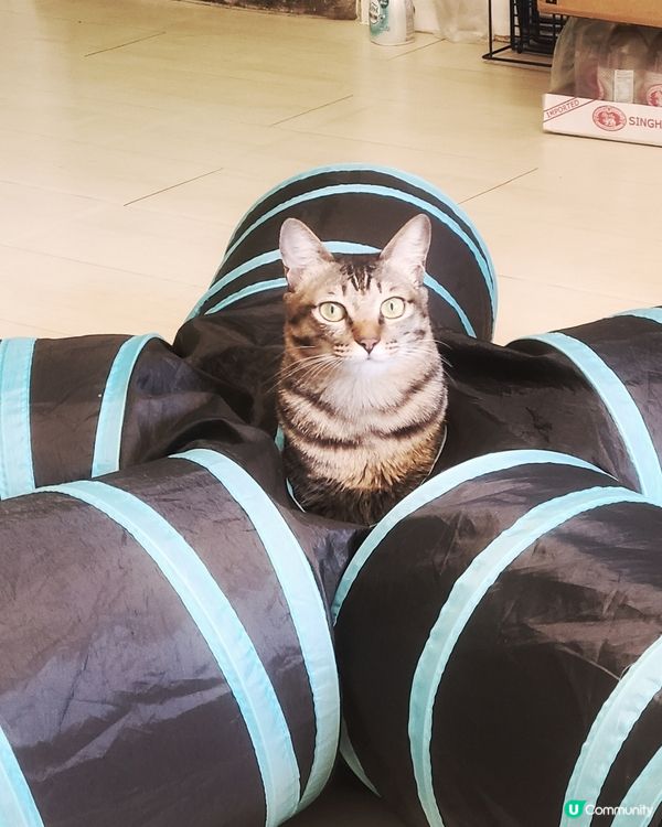 我肯女主角，正正中中，係咪影得好好呢，媽媽好有心機咁，訓練緊...