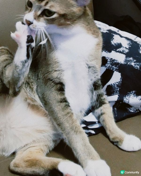 吮腳趾，津津有味😂呢個size好適合做Lock Screen...