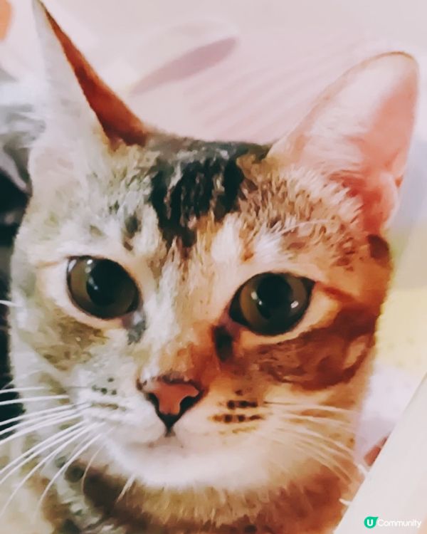 大頭貼🥺icon候選的憨憨貓