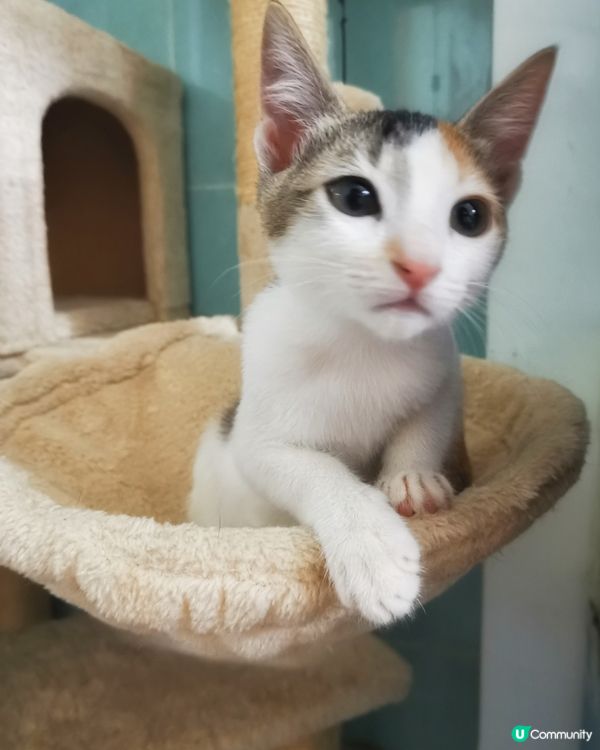 你好呀 你叫咩名呀 我地握下手 做個好朋友啦