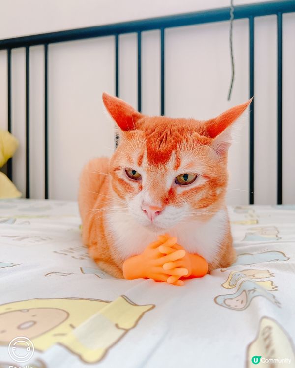 等我諗吓今晚食咩好先～